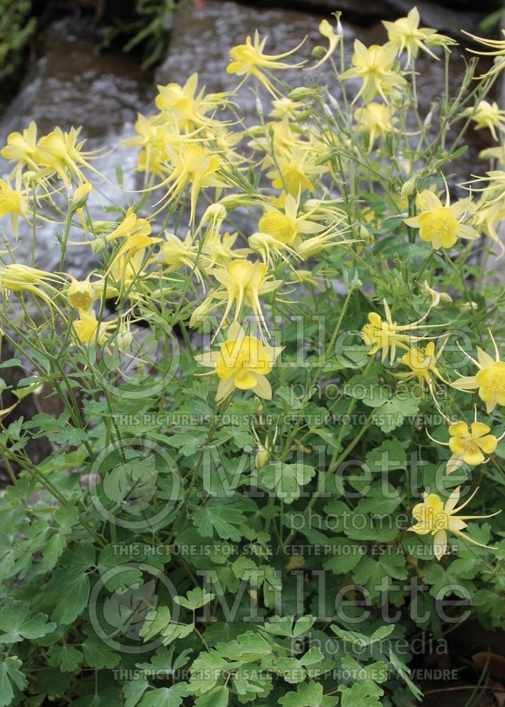Aquilegia chrysantha hinckleyana (Columbine) 4  