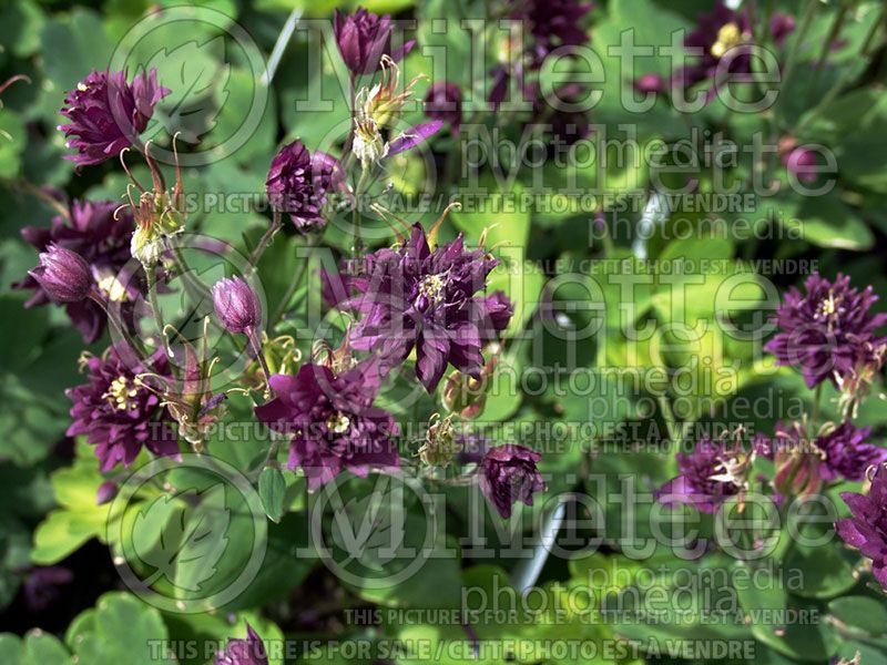 Aquilegia Clementine Dark Purple (Columbine)  4 