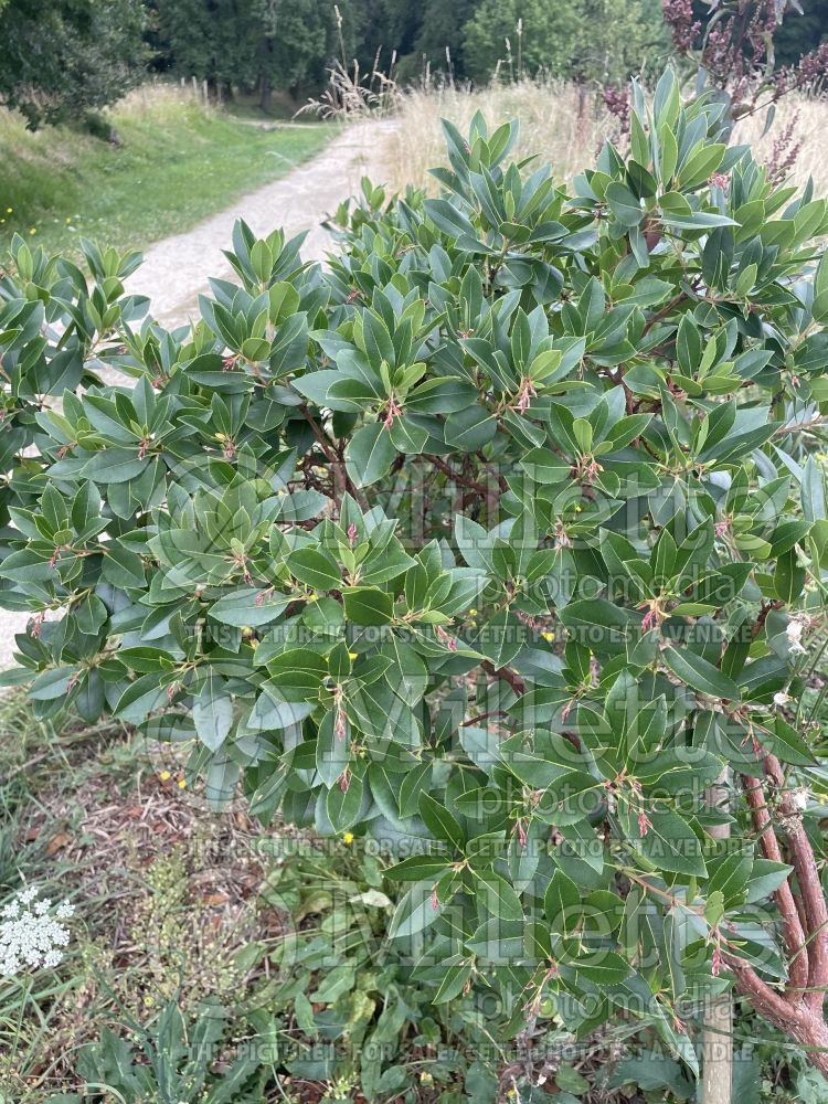 Arbutus andrachnoides (Strawberry Tree) 1 