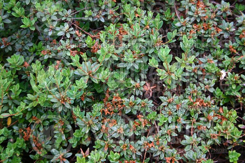 Arctostaphylos uva-ursi (Bearberry) 3  