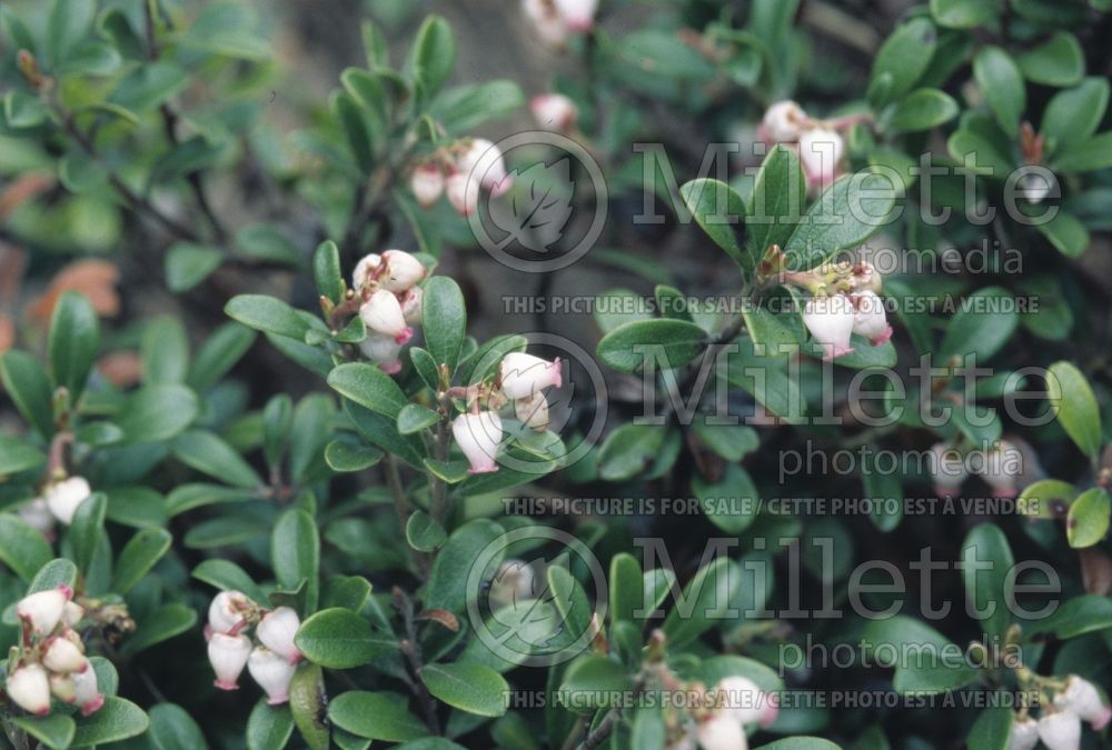Arctostaphylos uva-ursi (Bearberry)   11