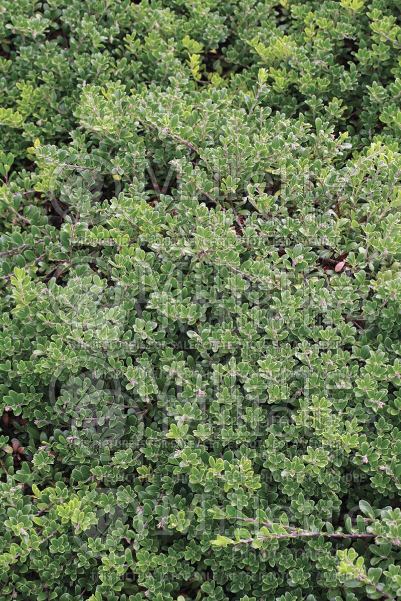 Arctostaphylos uva-ursi (Bearberry)   6