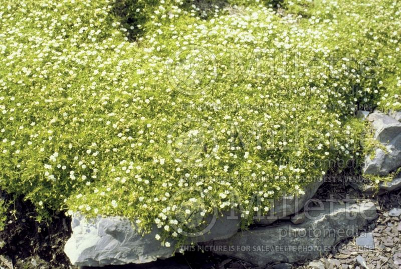 Arenaria Aurea (Sandwort) 3 