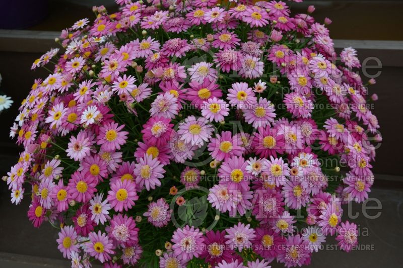 Argyranthemum Angelic Candy Pink (Paris daisy) 1 