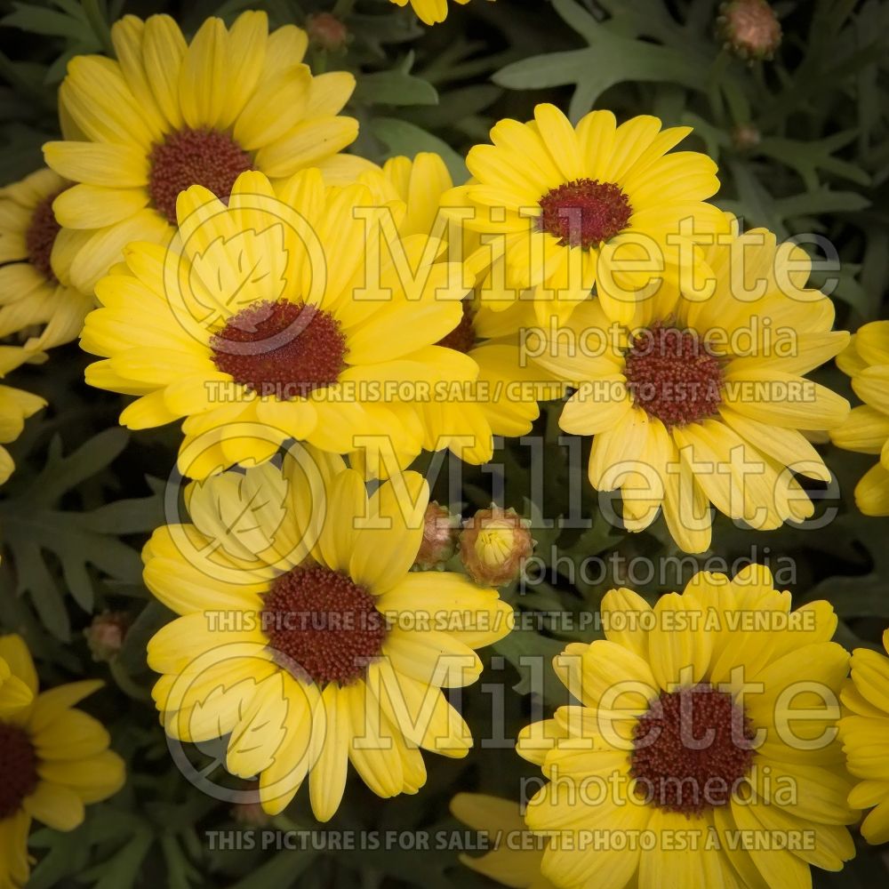 Argyranthemum Grandessa Yellow (Paris daisy) 1 