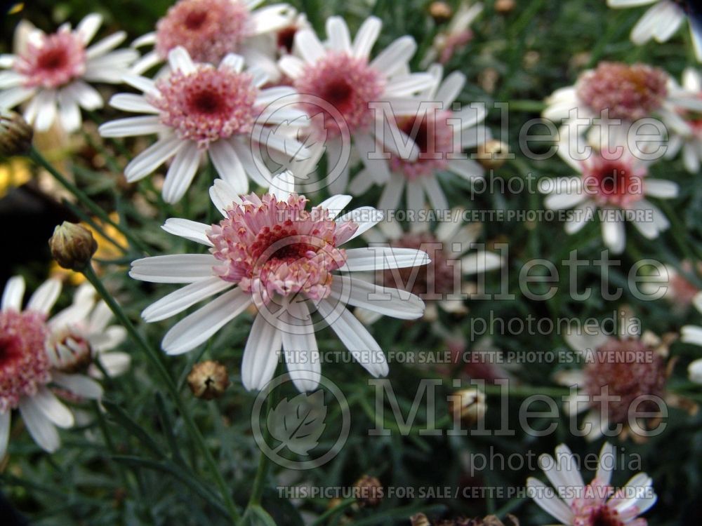 Argyranthemum Monroe White Red (Daisy) 1