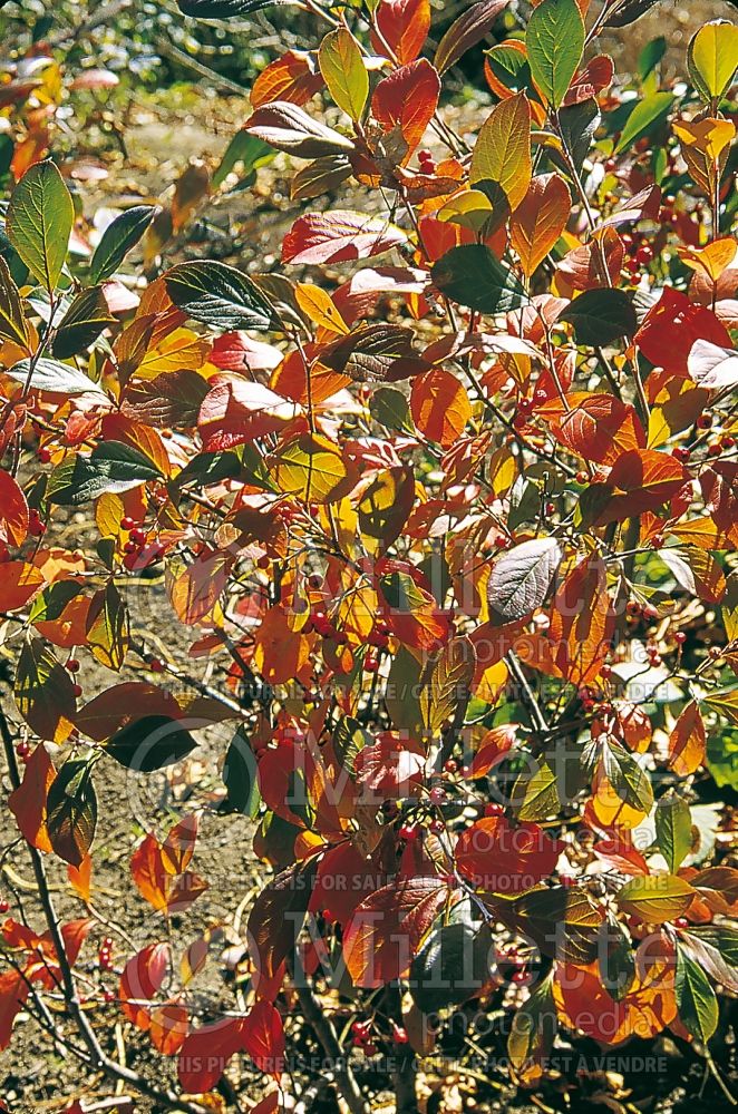 Aronia Brilliantissima or Brillant (Red Chokeberry) 2