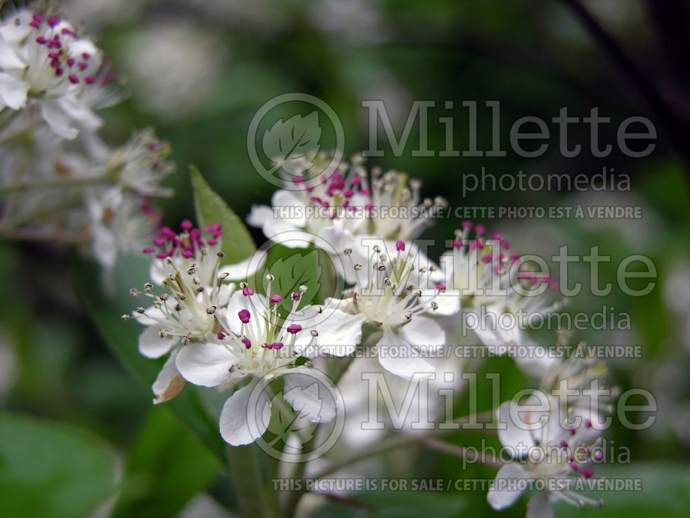 Aronia Brilliantissima or Brillant (Red Chokeberry) 4 