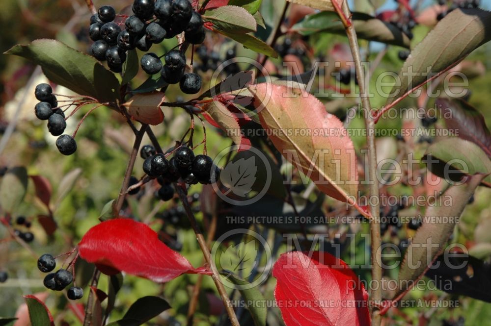Aronia Autumn Magic (Black Chokeberry) 3 