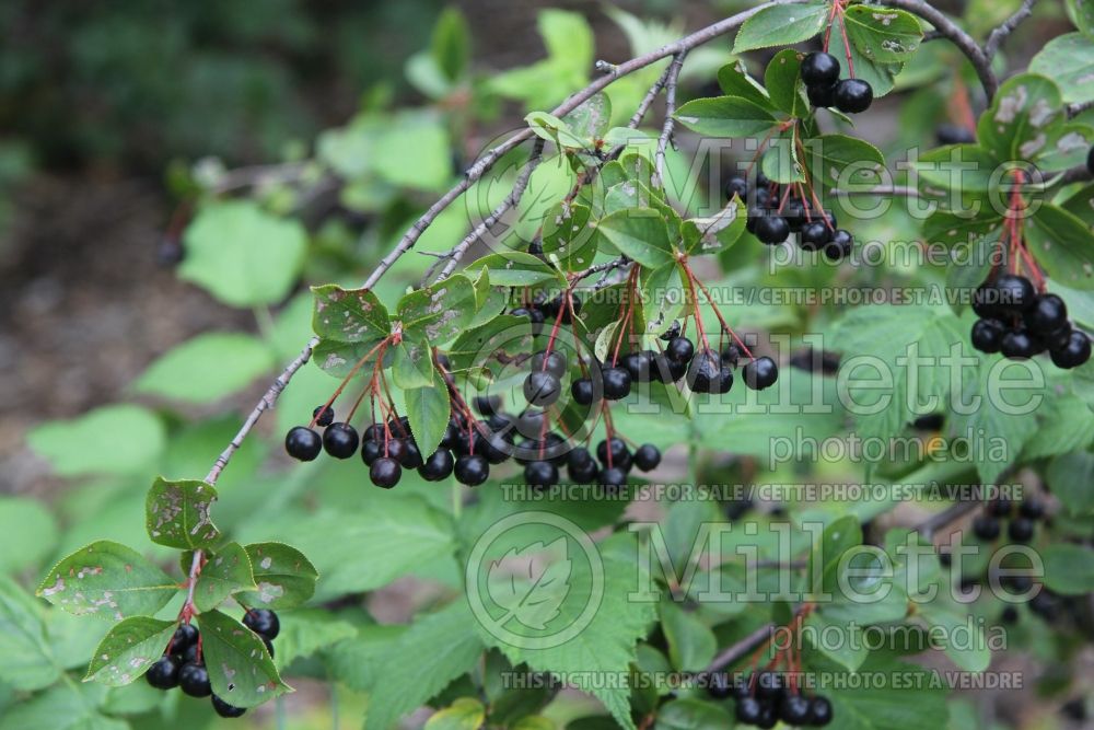 Aronia Autumn Magic (Black Chokeberry) 4 