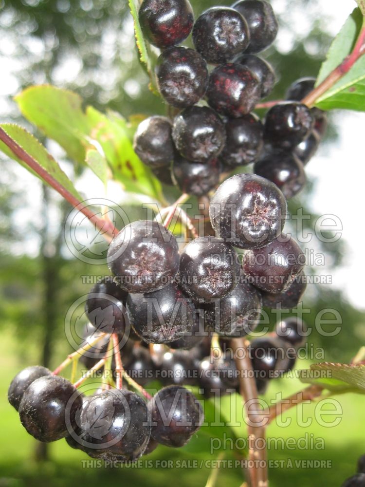 Aronia melanocarpa (Black Chokeberry) 3