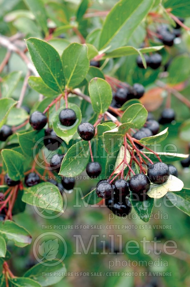 Aronia melanocarpa (Black Chokeberry) 2