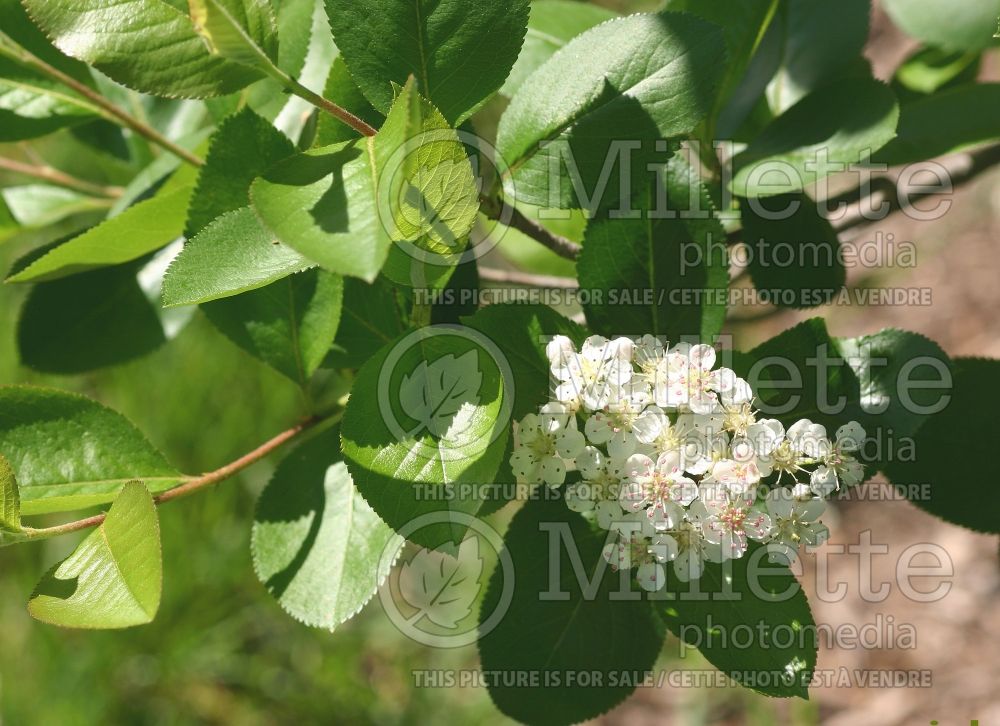 Aronia melanocarpa var. elata (black chokeberry) 2