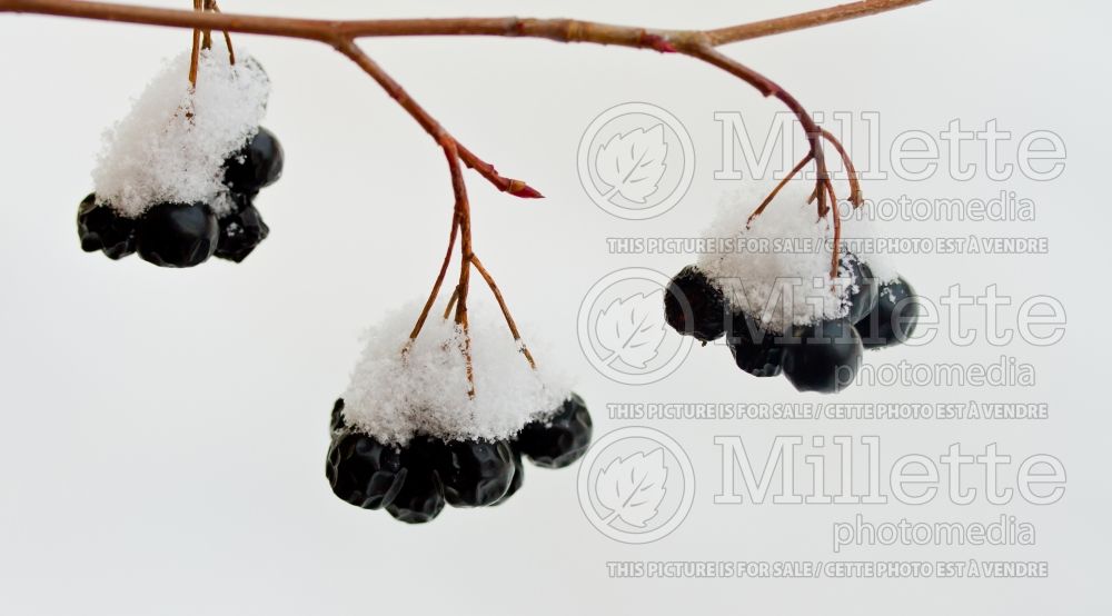 Aronia Autumn Magic (Black Chokeberry) 8 