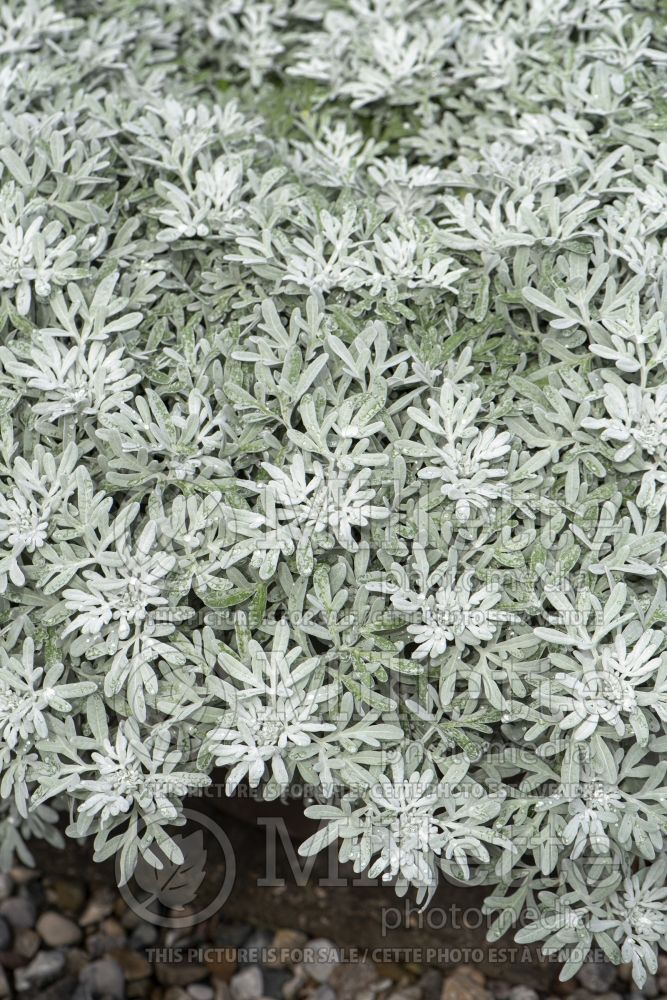 Artemisia Fancifillers Sea Salt (Wormwood) 2