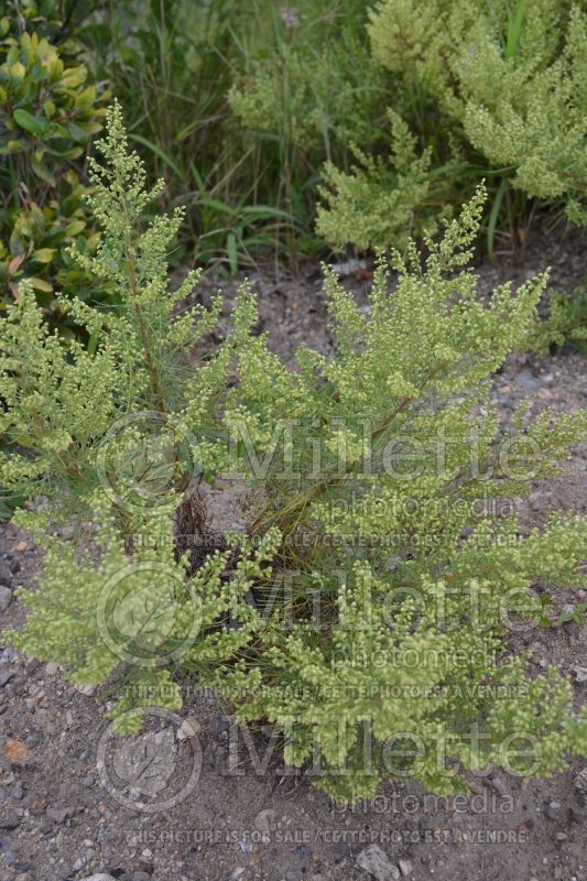 Artemisia campestris subsp. caudata (Field Sagewort) 1