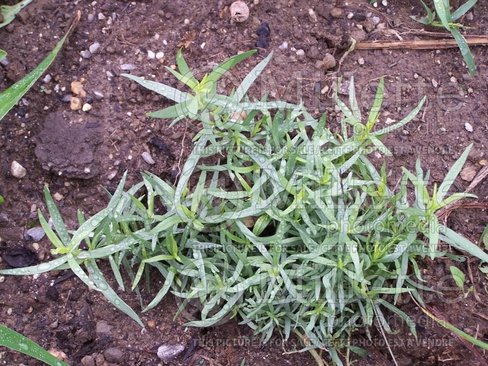 Artemisia dracunculus (Tarragon or dragon's-wort) 1 