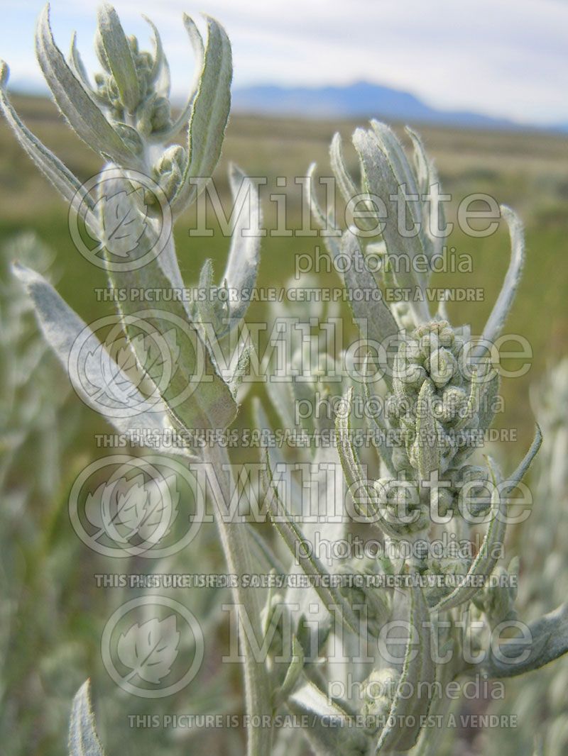 Artemisia ludoviciana (white sage western mugwort) 1 