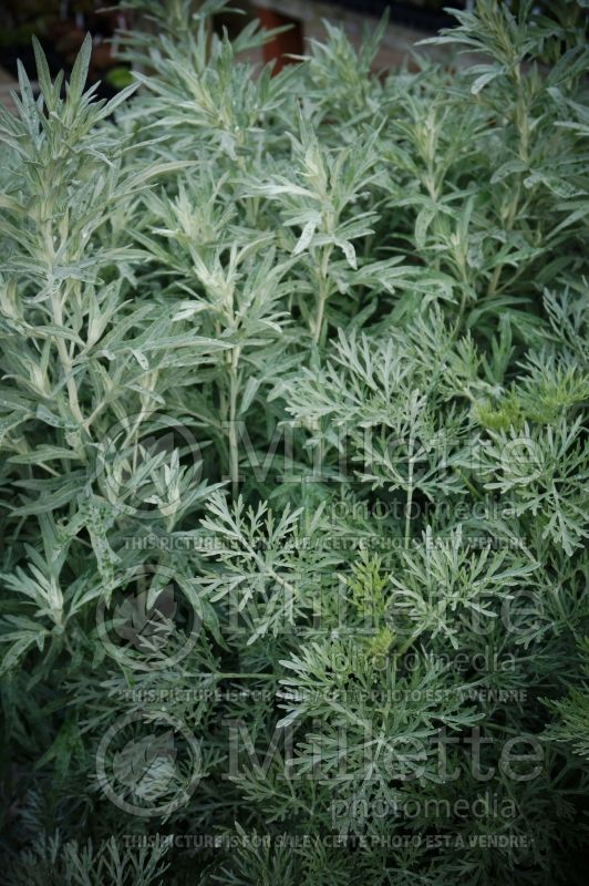 Artemisia Silver King (western mugwort white sage) 4