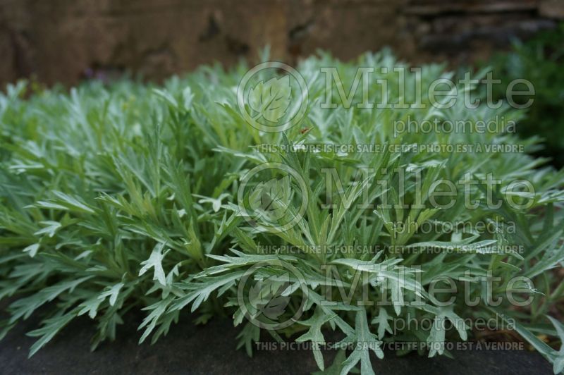 Artemisia Silver King (western mugwort white sage) 5