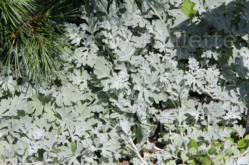 Artemisia Boughton Silver (Southernwood, lad's love, southern wormwood) 1