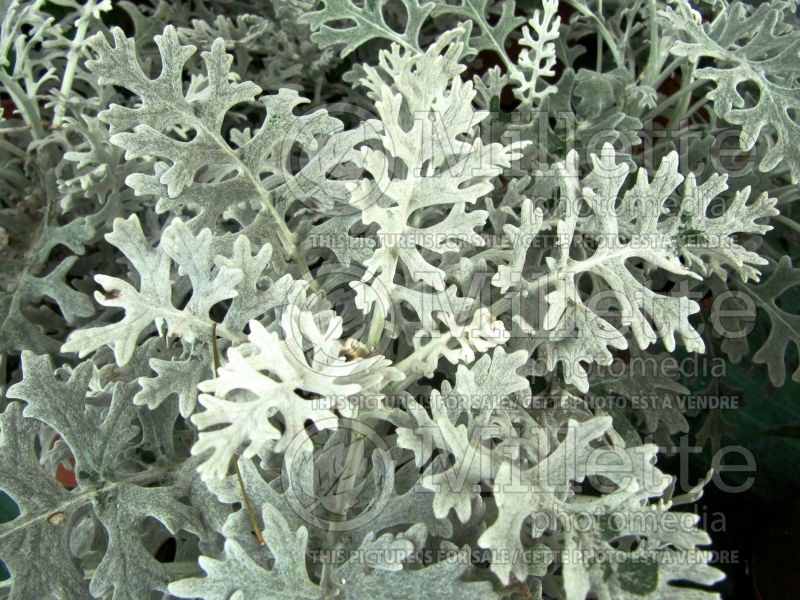 Artemisia Silver Cascade (Southernwood, lad's love, southern wormwood) 1