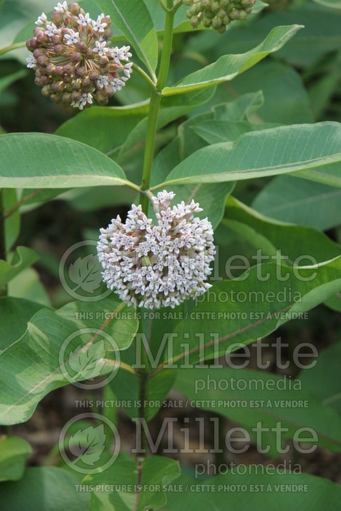 Asclepias syriaca (Milkweed) 9  
