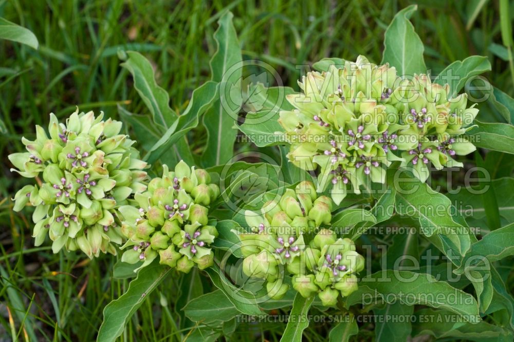 Asclepias viridis (Milkweed) 1 