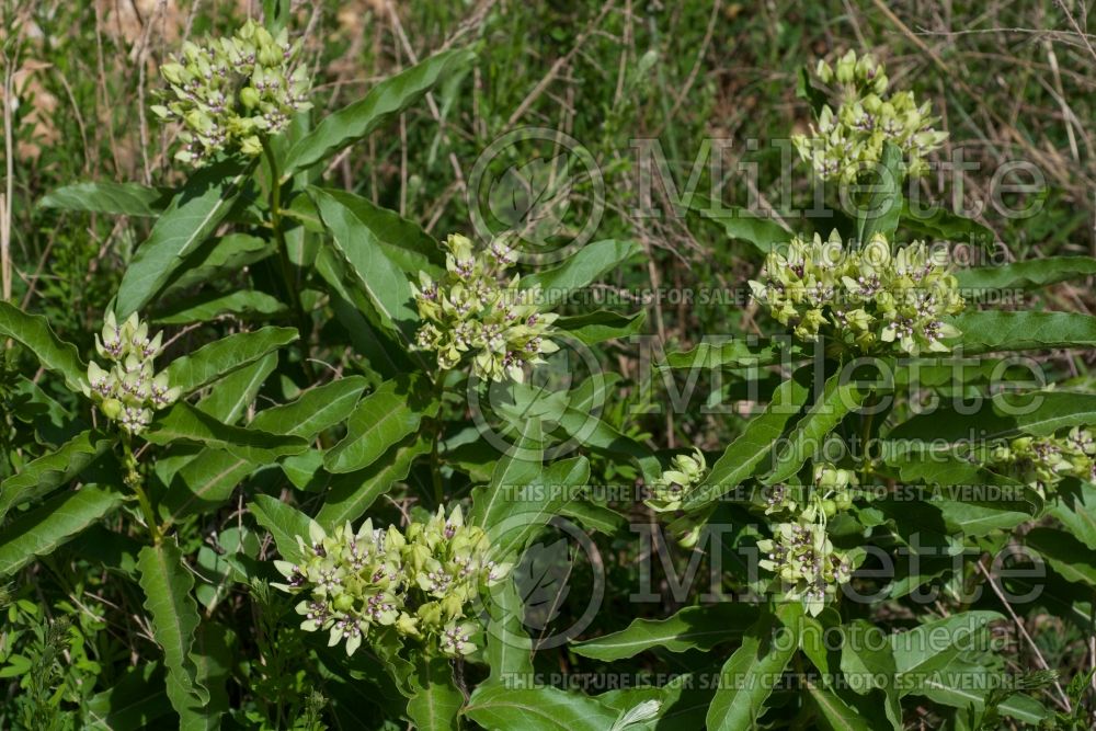 Asclepias viridis (Milkweed) 2 