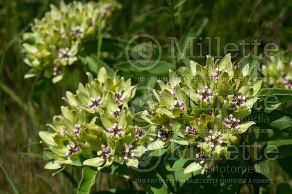 Asclepias viridis (Milkweed) 3 