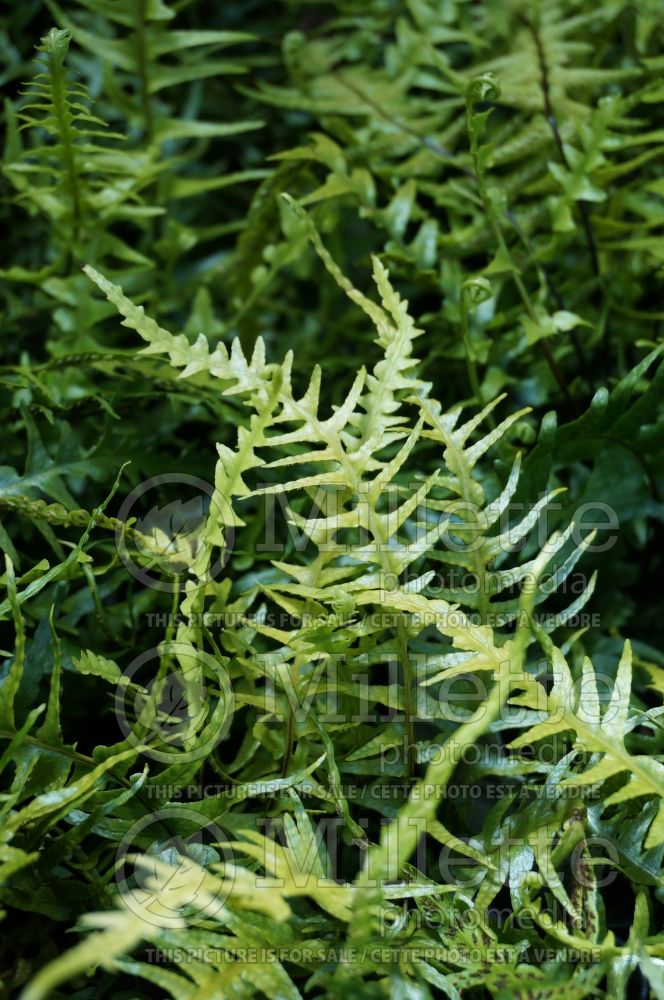 Asplenium ebenoides (Scott’s spleenwort or dragontail fern) 1 