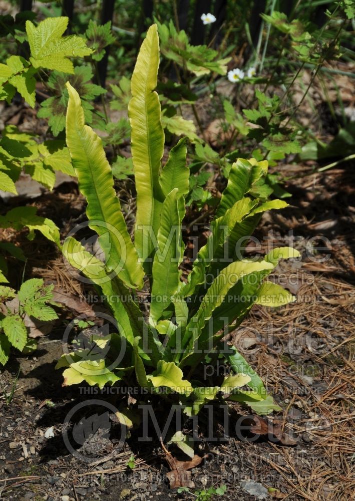 Asplenium scolopendrium (hart's-tongue fern) 5 