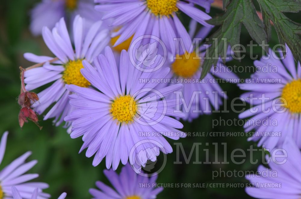 Aster Goliath (Aster) 6