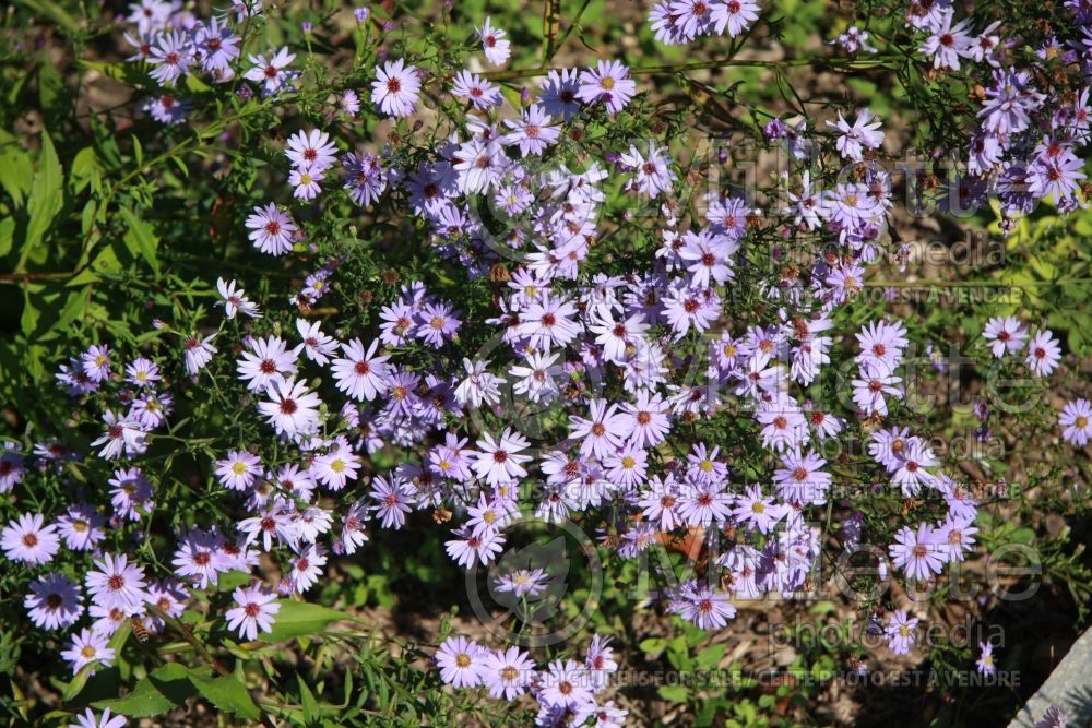 Aster Little Carlow (Aster) 1