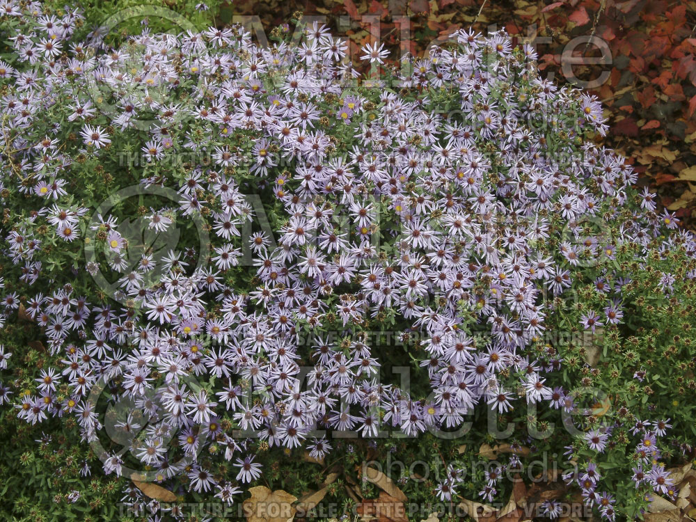 Aster Raydon’s Favorite (Aromatic aster) 2