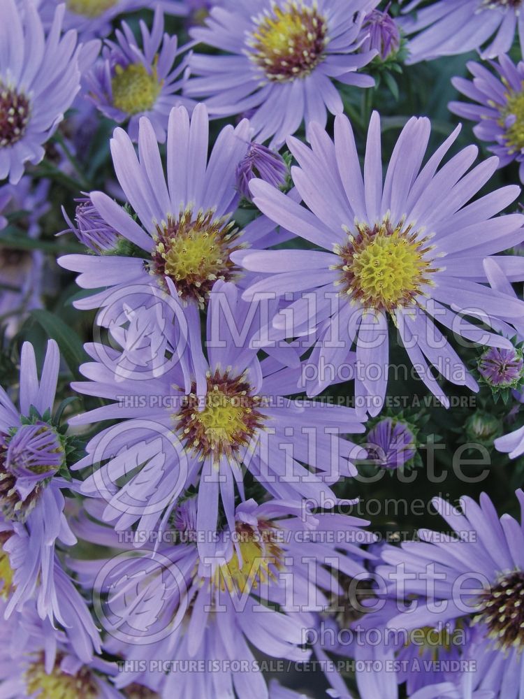 Aster Wood's Blue (Aster) 1