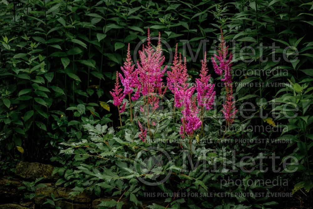 Astilbe Vision in Red (Chinese Astilbe) 10