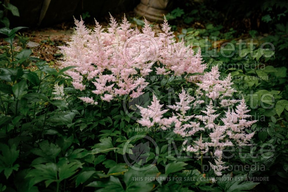 Astilbe Younique Silvery Pink or Verssilverypink (Astilbe) 8 