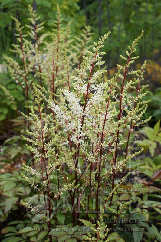 Astilbe Rock and Roll (Chinese Astilbe) 1