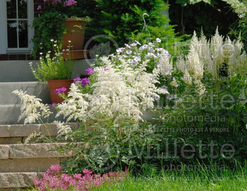 White astilbes near  stairs front door(Ambiance) 20 