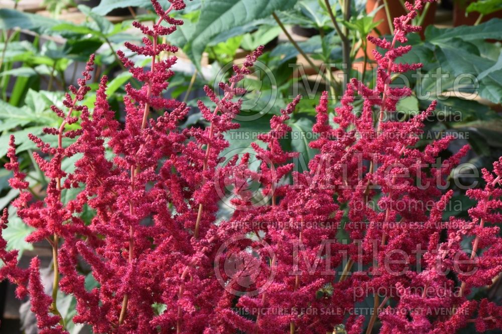 Astilbe Alive and Kicking (Chinese Astilbe) 2 