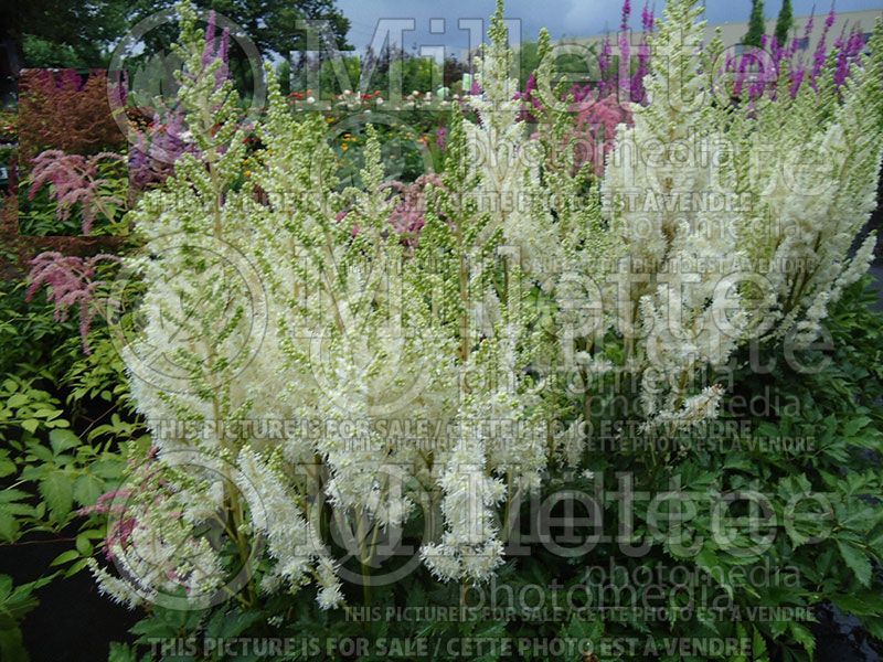 Astilbe Diamonds and Pearls (Chinese Astilbe)  3