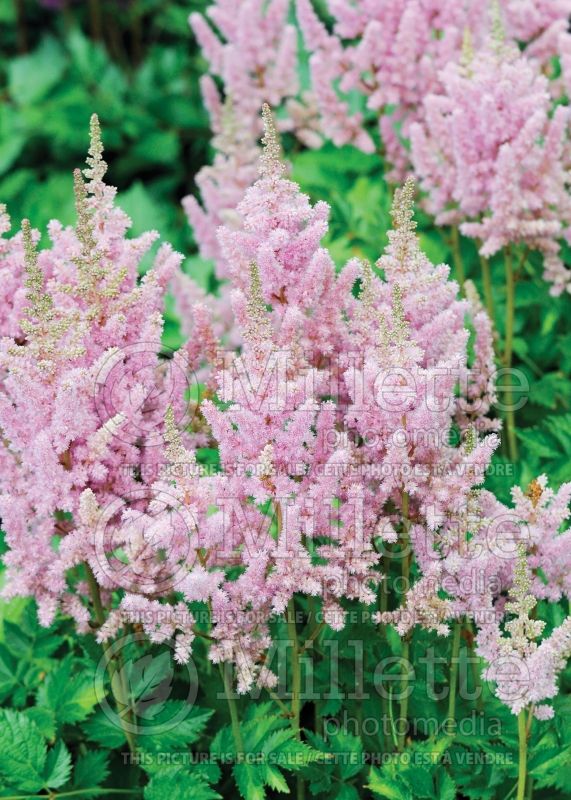 Astilbe Vision in Pink (Chinese Astilbe) 4 
