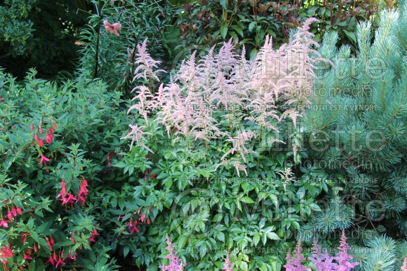 Astilbe Color Flash Lime (Chinese Astilbe) 4