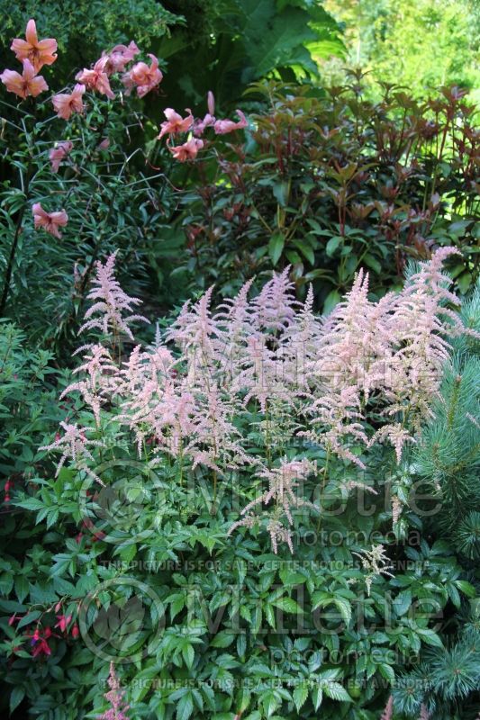Astilbe Color Flash Lime (Chinese Astilbe) 5