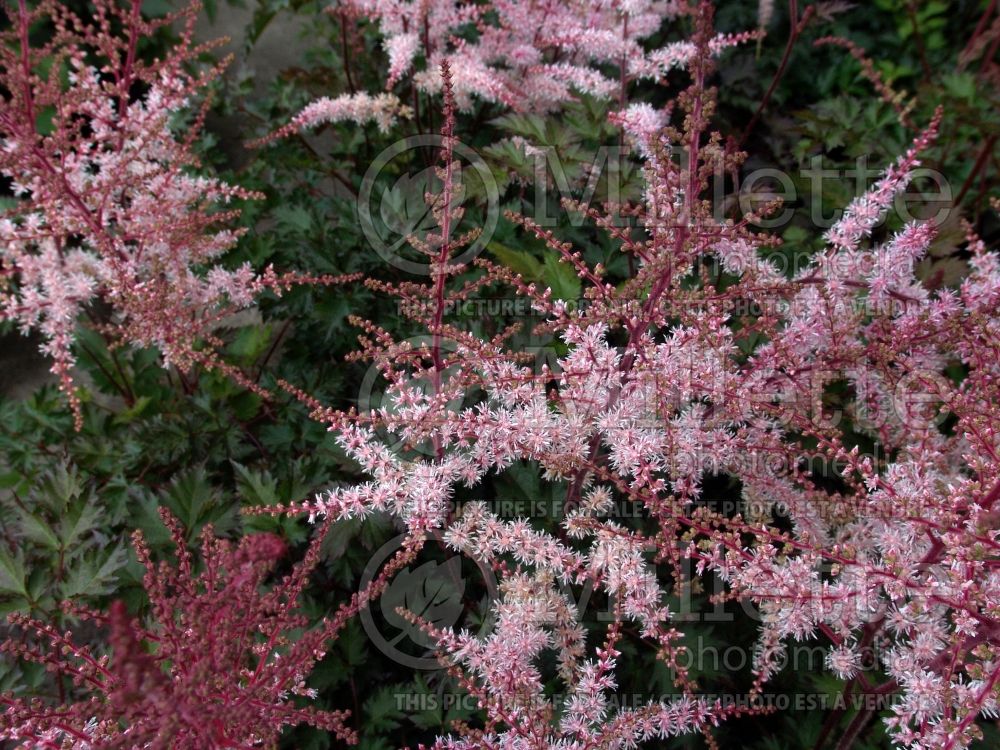 Astilbe Delft Lace (Chinese Astilbe) 2