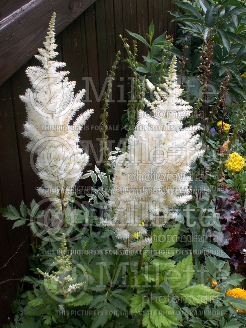Astilbe Diamonds and Pearls (Chinese Astilbe)  1