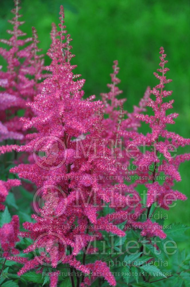 Astilbe Vision in Pink (Chinese Astilbe) 2