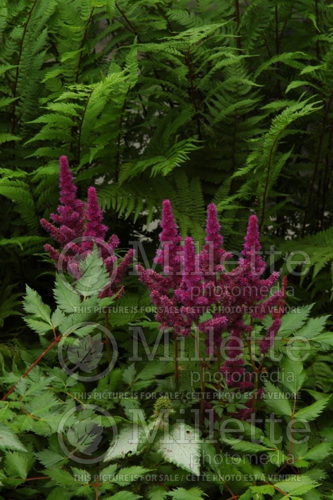 Astilbe Vision in Red (Chinese Astilbe) 1 