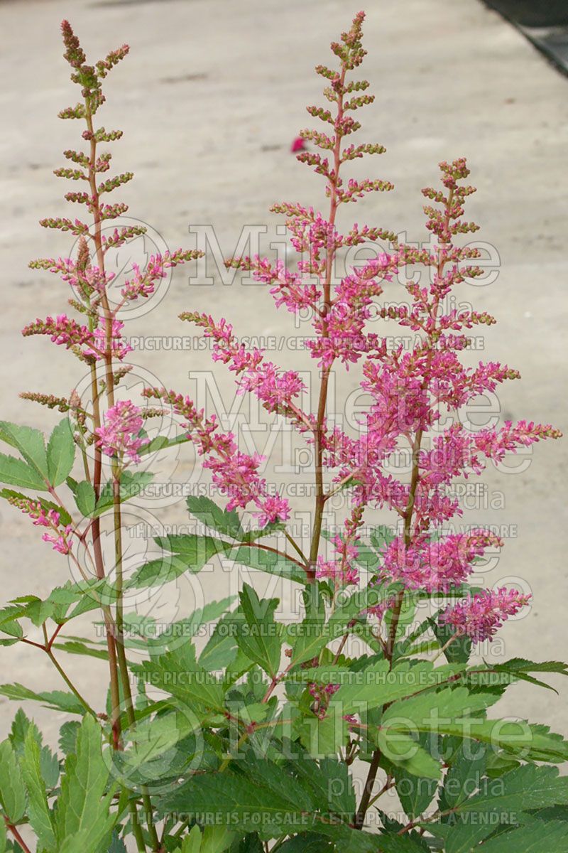 Astilbe Younique Lilac (Astilbe) 1 